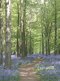 About Psychotherapy & Counselling. bluebells